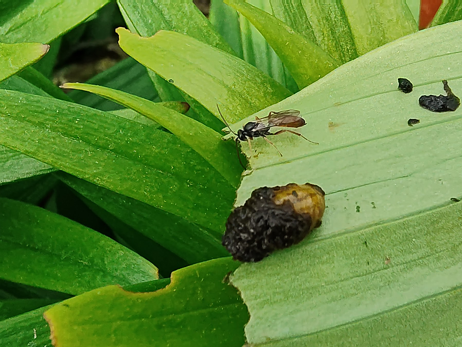 Close-up of a parasitic wasp standing on a lily leaf next to a lily leaf beetle larva covered in its black fecal shield.